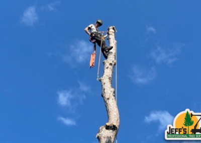 Tree Removal For Satellite