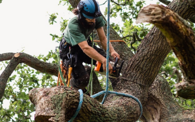 Why Local Tree Services Matter: Benefits of Choosing Jeff’s Tree Service