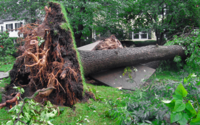 The Cost of Neglecting Tree Maintenance: A Financial Perspective