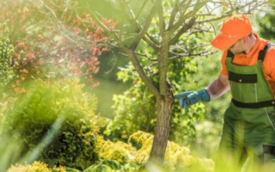 Top 5 Signs Your Trees Need Professional Attention