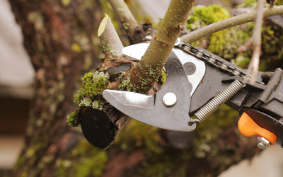 The Ultimate Guide to Tree Pruning: When, Why, and How