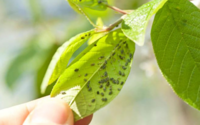 How to Protect Your Trees from Common Pests